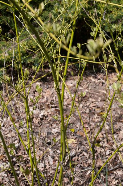 Cornus sericea
