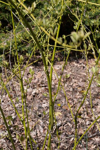 Cornus sericea