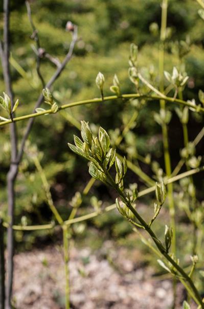 Cornus sericea - زغال اخته ی ساقه قرمز یا بید قرمز