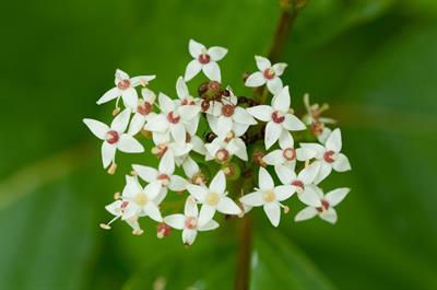 Cornus sericea