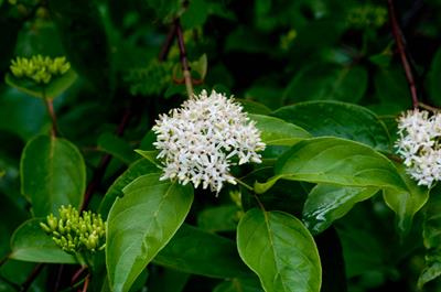 Cornus sericea