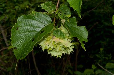 Corylus americana