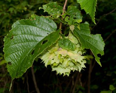 American hazelnut