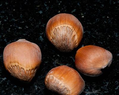 Corylus americana