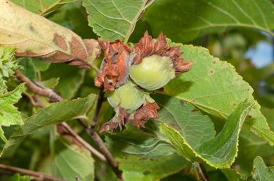 Corylus americana - فندق آمریکایی