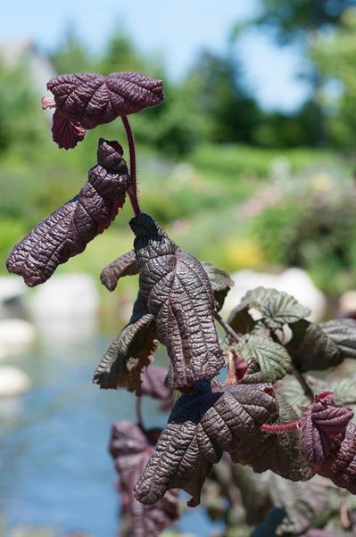 Corylus avellana