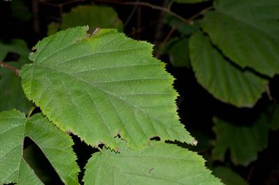 Corylus cornuta