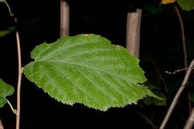Corylus cornuta