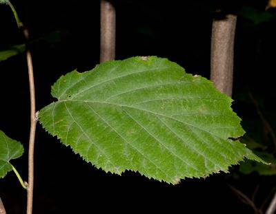 فندق نوک‌دار