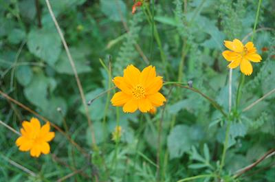 Cosmos sulphureus - گل ستاره‌ای