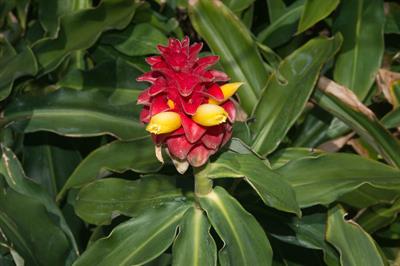 Costus barbatus - زنجبیل مارپیچی (کوستوس قرمز)