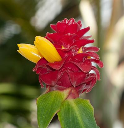 Costus barbatus