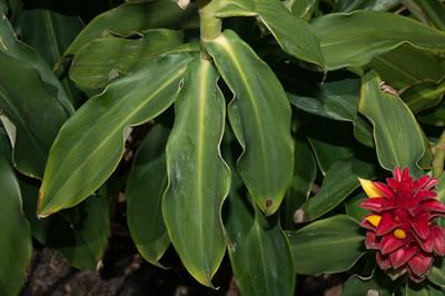 Costus barbatus - زنجبیل مارپیچی (کوستوس قرمز)