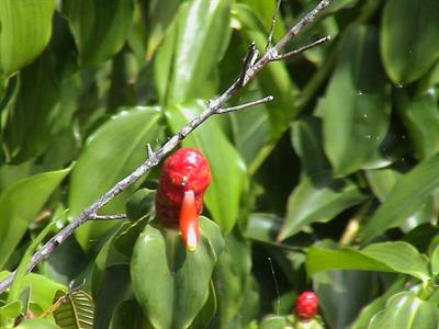 Costus woodsonii