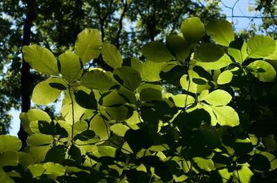 Cotinus obovatus