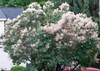 Cotinus obovatus