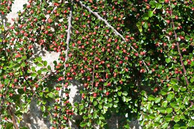 Cotoneaster horizont
