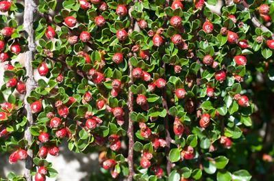 Cotoneaster horizont