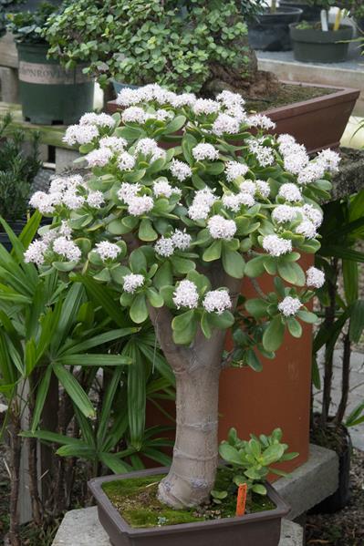 Crassula ovata