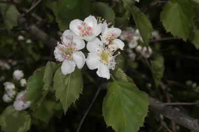Crataegus