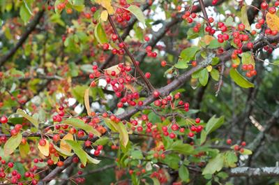 Crataegus dilatata