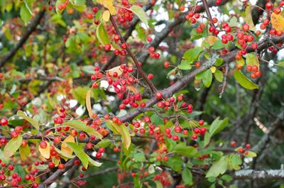 زالزالک ژاپنی