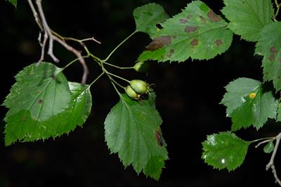 Crataegus intricata