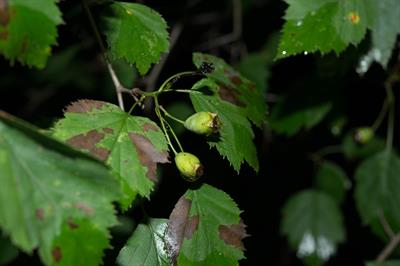 Crataegus intricata
