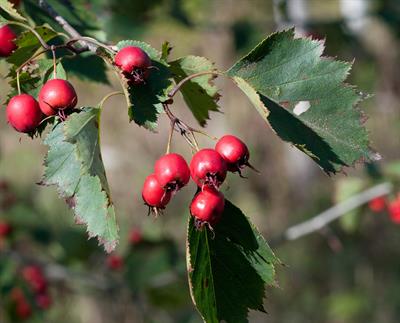 Crataegus jonesiae - زالزالک جونز