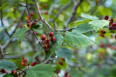 زالزالک جونز