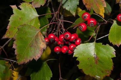Crataegus monogyna - زالزالک