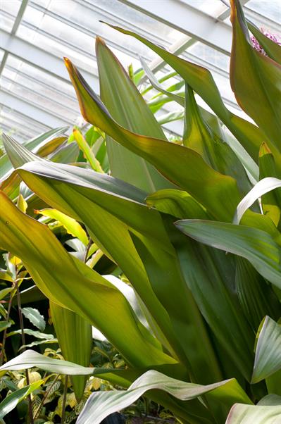 سوسن عنکبوتی، از خانواده Amaryllidaceae