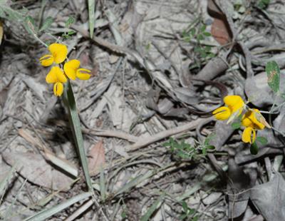 Crotalaria pumila