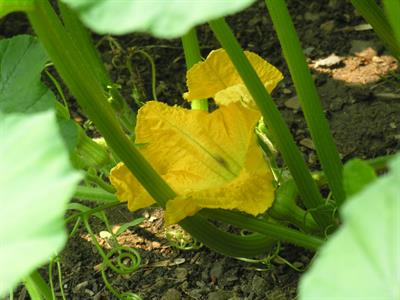 Cucurbita pepo