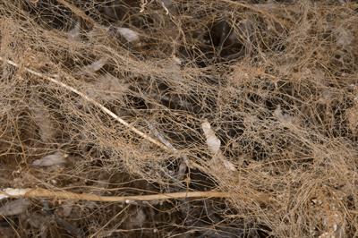 Cuscuta denticulata