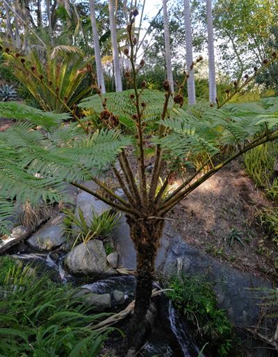 lacy tree fern