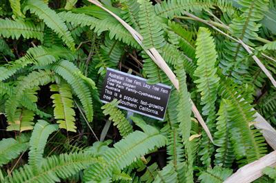 Cyathea cooperi