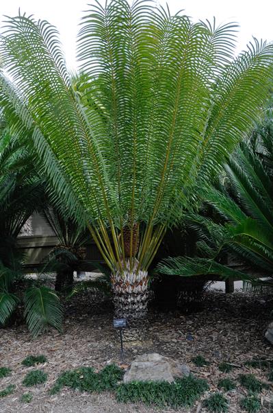 Cycas circinalis