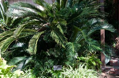 Cycas revoluta - سیکاس رولوتا