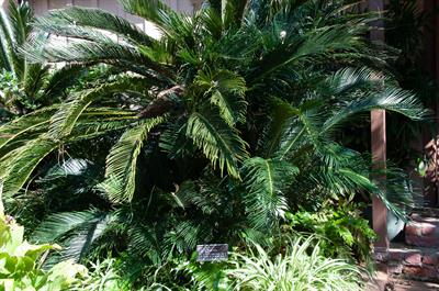 Cycas revoluta - سیکاس رولوتا