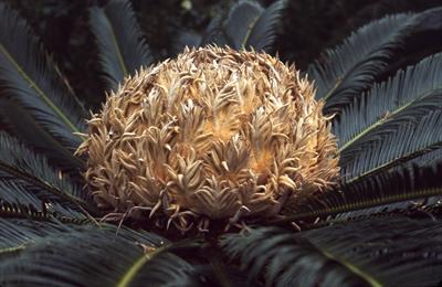 Cycas revoluta