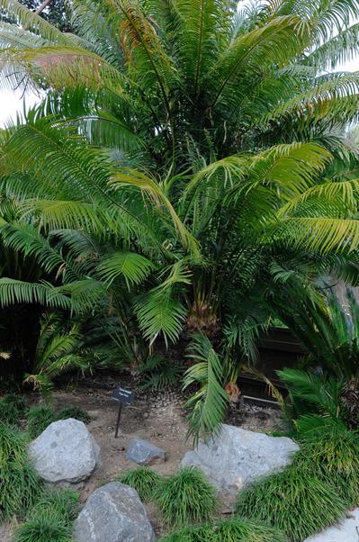 Cycas rumphii