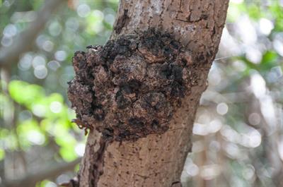 Cylindrocarpon didym