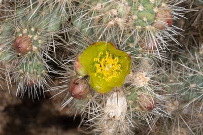Silver cholla