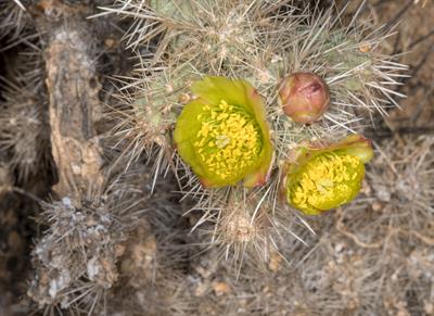 Cylindropuntia echin