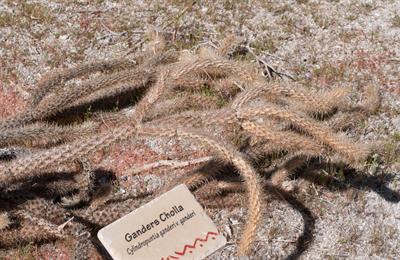 Cylindropuntia gande