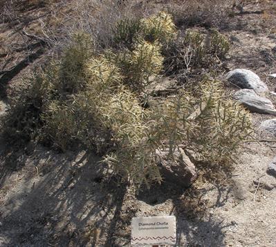 Cylindropuntia ramos
