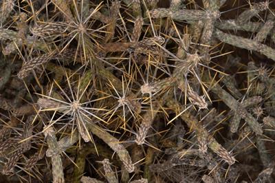 Cylindropuntia ramo