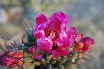 Cylindropuntia spin