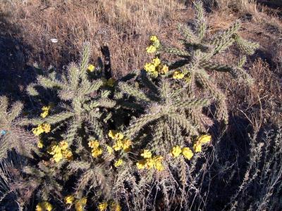 Cylindropuntia spino